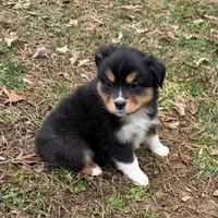 Trixie, a female Miniature Australian Shepherd for sale in Warrenton, NC – Photo 1 of 10