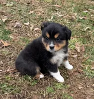 Trixie, a female Miniature Australian Shepherd for sale in Warrenton, NC – Photo 1 of 10