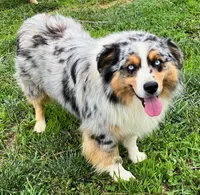Lucy, a female Australian Shepherd for sale in Warrenton, NC – 9 of 10