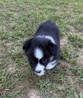 Jason, a male Australian Shepherd for sale in Warrenton, NC – 4 of 10