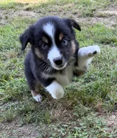 Tinker bell, a female Australian Shepherd for sale in Warrenton, NC – 5 of 10
