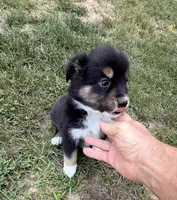 Bruno, a male Australian Shepherd for sale in Warrenton, NC – 3 of 10