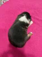 processed/f6f9272f-16e0-4a2d-95c2-b1ba199e966b/listing/d5e0c715-e2b0-4292-975b-1ad628ccc5bd/d2c8f2a2-d95a-4a59-bf63-5540e28b08d6