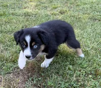 Tinker bell, a female Australian Shepherd for sale in Warrenton, NC – 2 of 10