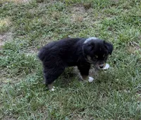 Bruno, a male Australian Shepherd for sale in Warrenton, NC – 6 of 10
