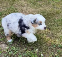 Prince, a male Miniature Australian Shepherd for sale in Warrenton, NC – 6 of 9