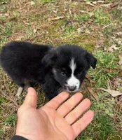 Baby Doll , a female Australian Shepherd for sale in Warrenton, NC – Photo 5 of 8
