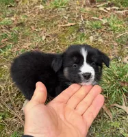 Baby Doll , a female Australian Shepherd for sale in Warrenton, NC – Photo 6 of 8