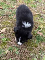 Baby Doll , a female Australian Shepherd for sale in Warrenton, NC – Photo 4 of 8