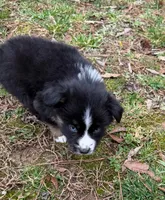 Baby Doll , a female Australian Shepherd for sale in Warrenton, NC – Photo 3 of 8