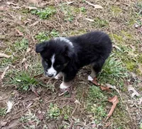 Baby Doll , a female Australian Shepherd for sale in Warrenton, NC – Photo 7 of 8