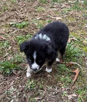 Baby Doll , a female Australian Shepherd for sale in Warrenton, NC – Photo 8 of 8