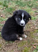 Baby Doll , a female Australian Shepherd for sale in Warrenton, NC – Photo 1 of 8