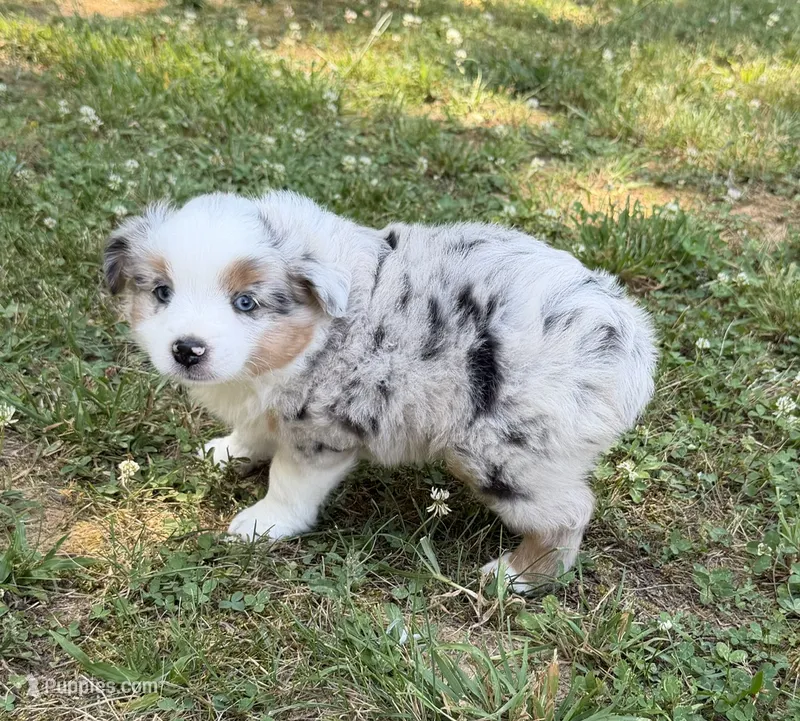 Prince – Miniature Australian Shepherd puppy for sale in Warrenton, NC
