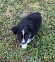 Melina, a female Australian Shepherd for sale in Warrenton, NC – 6 of 10