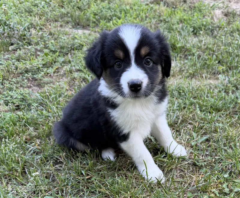 Daisy – Australian Shepherd puppy for sale in Warrenton, NC