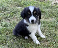 Daisy, a female Australian Shepherd for sale in Warrenton, NC – 1 of 9