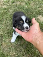 Mr. Fluffy, a male Australian Shepherd for sale in Warrenton, NC – 2 of 9