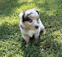 Lucy, a female Australian Shepherd for sale in Warrenton, NC – 8 of 10