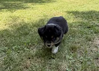 Bruno, a male Australian Shepherd for sale in Warrenton, NC – 4 of 10