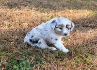 Tinker Belle, a female Miniature Australian Shepherd for sale in Warrenton, NC – Photo 8 of 10