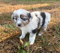 Tinker Belle, a female Miniature Australian Shepherd for sale in Warrenton, NC – Photo 7 of 10