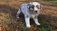 Tinker Belle, a female Miniature Australian Shepherd for sale in Warrenton, NC – Photo 6 of 10