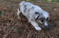 Tinker Belle, a female Miniature Australian Shepherd for sale in Warrenton, NC – Photo 4 of 10