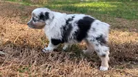 Tinker Belle, a female Miniature Australian Shepherd for sale in Warrenton, NC – Photo 3 of 10