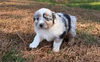 Tinker Belle, a female Miniature Australian Shepherd for sale in Warrenton, NC – Photo 1 of 10