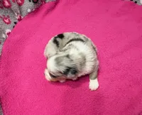 Princess, a female Miniature Australian Shepherd for sale in Warrenton, NC – Photo 5 of 7