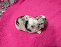 Princess, a female Miniature Australian Shepherd for sale in Warrenton, NC – Photo 4 of 7