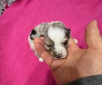 Princess, a female Miniature Australian Shepherd for sale in Warrenton, NC – Photo 1 of 7
