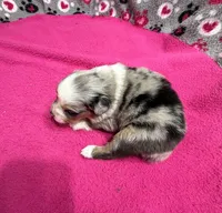 Princess, a female Miniature Australian Shepherd for sale in Warrenton, NC – Photo 2 of 7