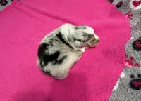 Princess, a female Miniature Australian Shepherd for sale in Warrenton, NC – Photo 3 of 7