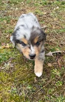 Sammy, a male Australian Shepherd for sale in Warrenton, NC – Photo 7 of 10