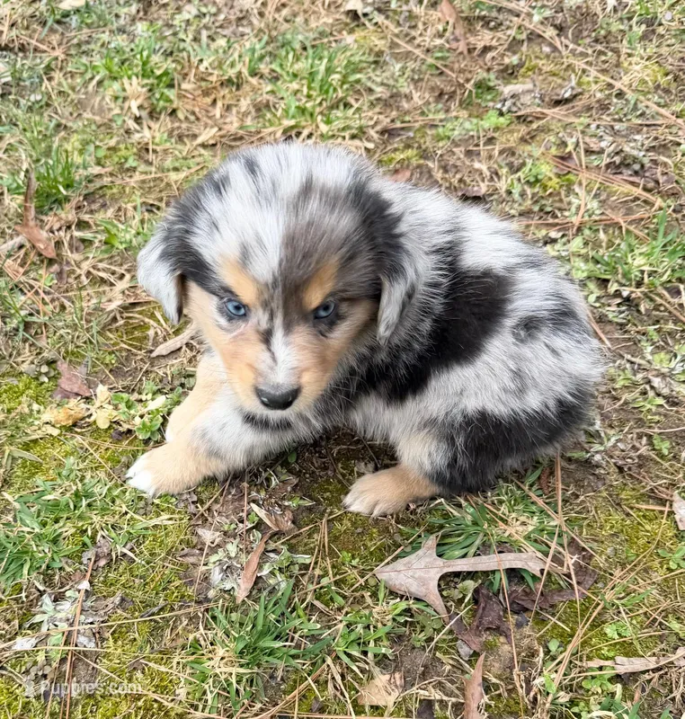 Sammy – Australian Shepherd puppy for sale in Warrenton, NC