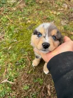 Sammy, a male Australian Shepherd for sale in Warrenton, NC – Photo 4 of 10