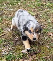 Sammy, a male Australian Shepherd for sale in Warrenton, NC – Photo 2 of 10