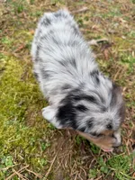 Sammy, a male Australian Shepherd for sale in Warrenton, NC – Photo 6 of 10