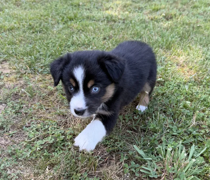 Tinker bell – Australian Shepherd puppy for sale in Warrenton, NC