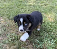 Tinker bell, a female Australian Shepherd for sale in Warrenton, NC – 1 of 10