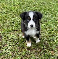 Bo, a male Miniature Australian Shepherd for sale in Warrenton, NC – Photo 1 of 7