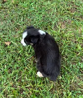 Bo, a male Miniature Australian Shepherd for sale in Warrenton, NC – Photo 7 of 7