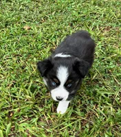 Bo, a male Miniature Australian Shepherd for sale in Warrenton, NC – Photo 3 of 7