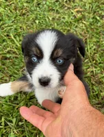 Bo, a male Miniature Australian Shepherd for sale in Warrenton, NC – Photo 5 of 7