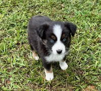 Bo, a male Miniature Australian Shepherd for sale in Warrenton, NC – Photo 2 of 7