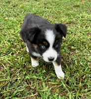 Bo, a male Miniature Australian Shepherd for sale in Warrenton, NC – Photo 6 of 7