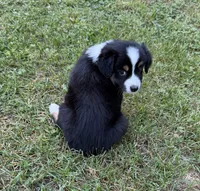 Daisy, a female Australian Shepherd for sale in Warrenton, NC – 6 of 9