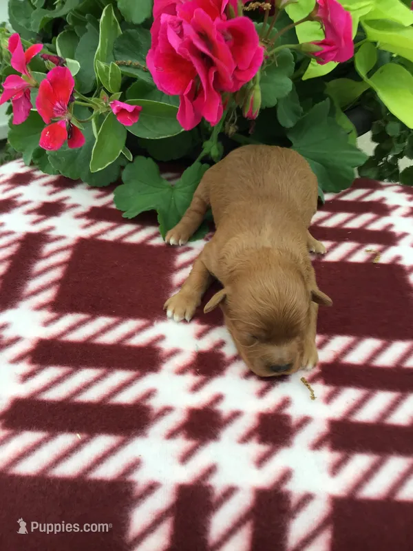 Female #1 – Cavapoo puppy for sale in Bloomfield, IA